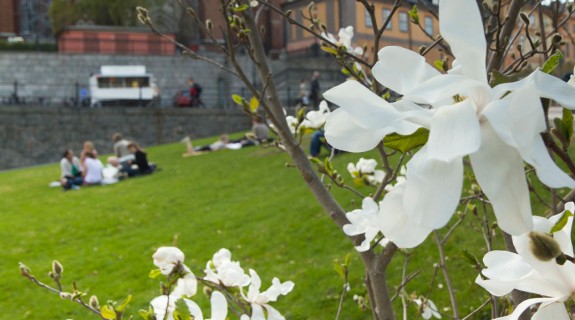 Rosénparken-3