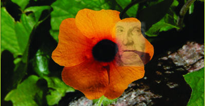 thunbergblomma
