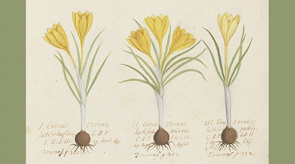 Crocus_Rudbeck_duab