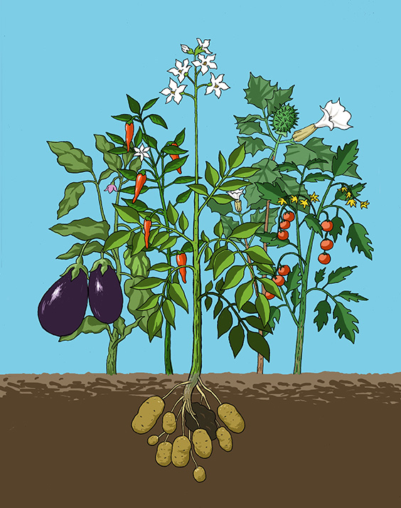 POTATIS utan moln_564
